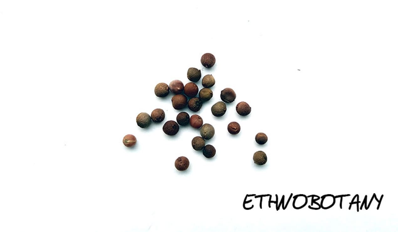 Dioscorea communis — изображение 2