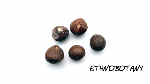 Camellia sinensis — изображение 2