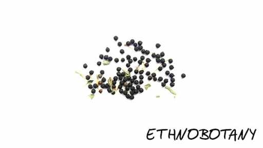 Argemone mexicana var. ochroleuca — изображение 2