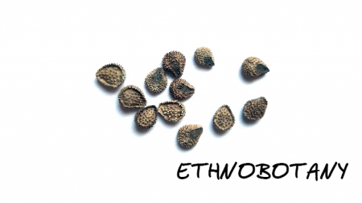 Cynoglossum officinale — изображение 2