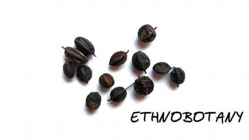 Eleutherococcus senticosus — изображение 2