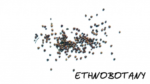 Comarum palustre — изображение 2