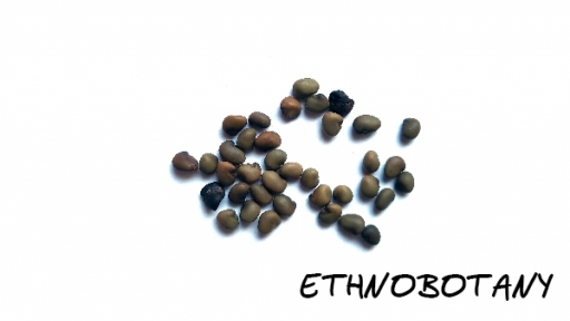 Glycyrrhiza glabra — изображение 2