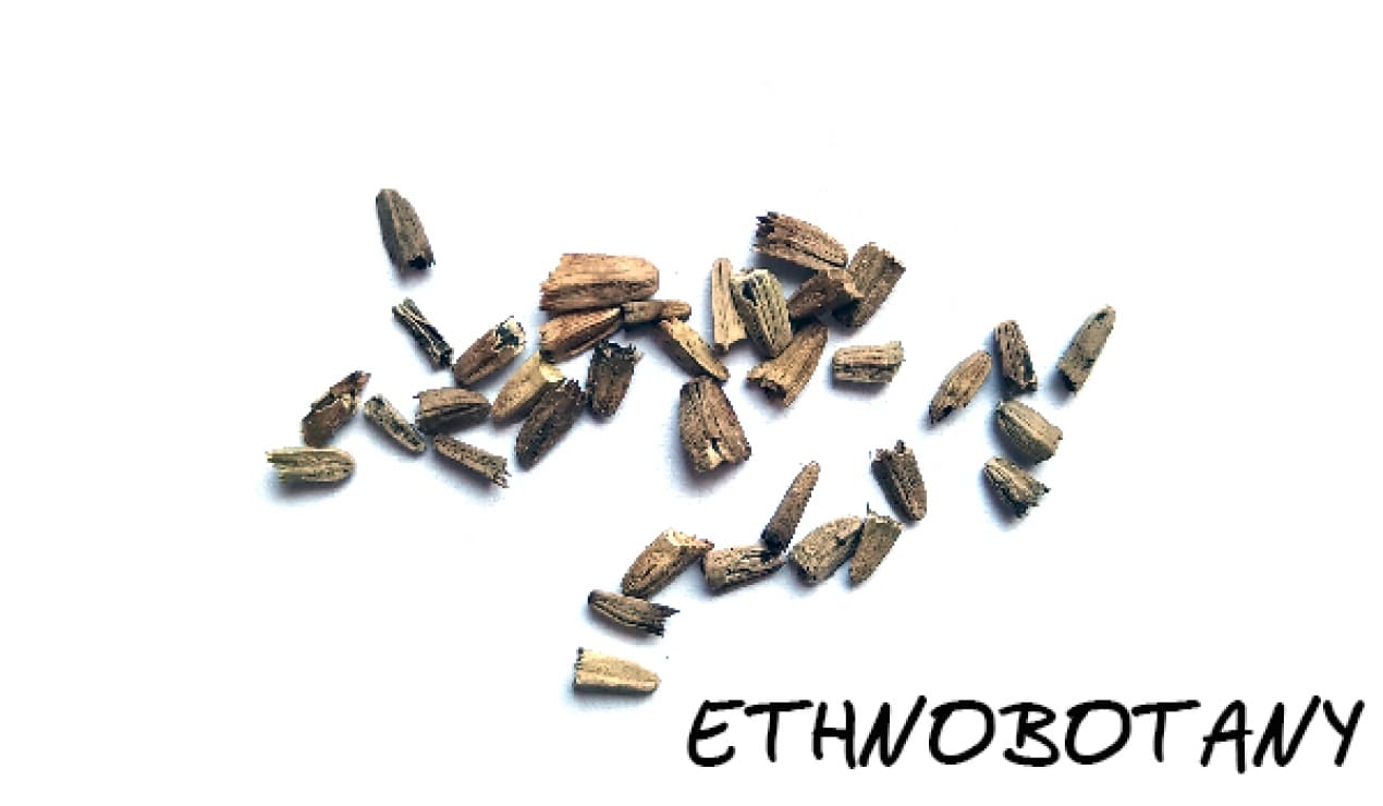 Echinacea purpurea — изображение 2