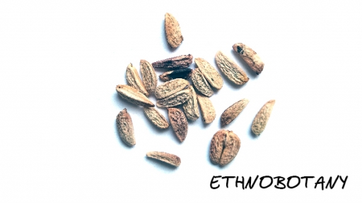 Eleutherococcus sessiliflorus — изображение 2