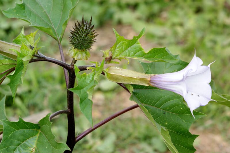 Datura metel