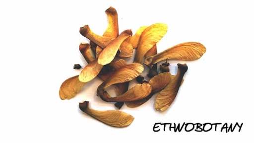 Banisteriopsis caapi — изображение 2