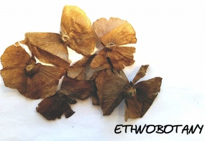 Alicia anisopetala — изображение 2