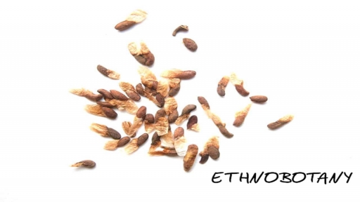 Catha edulis — изображение 2