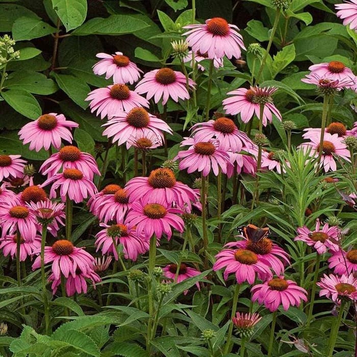 Echinacea purpurea