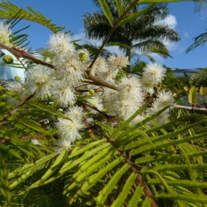 Anadenanthera peregrina