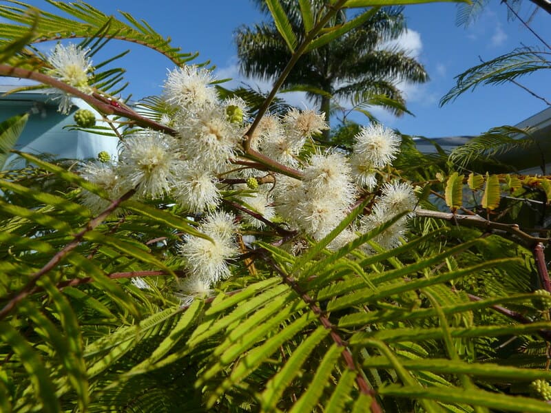 Anadenanthera peregrina
