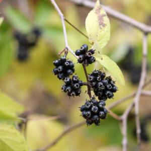 Eleutherococcus sessiliflorus