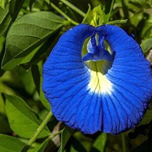 Clitoria ternatea