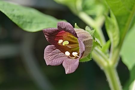 Atropa caucasica