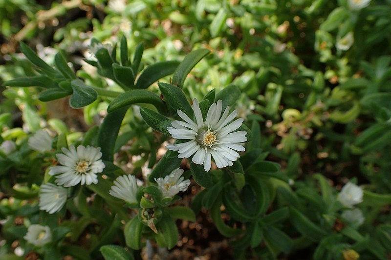 Delosperma bosseranum