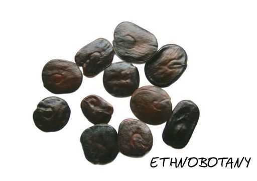 Anadenanthera colubrina — изображение 2