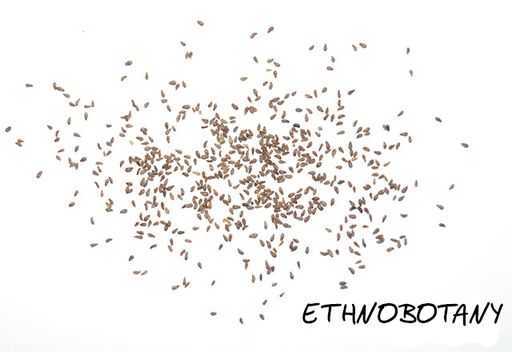 Artemisia annua — изображение 2