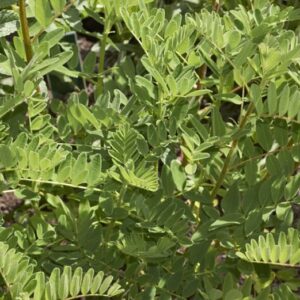 Astragalus membranaceus