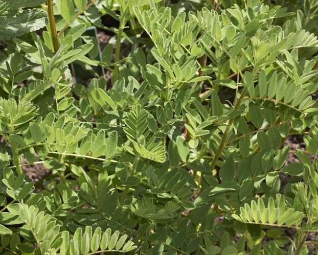 Astragalus membranaceus