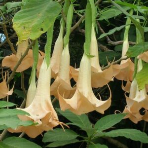 Brugmansia suaveolens
