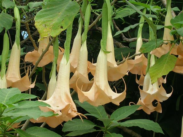Brugmansia suaveolens