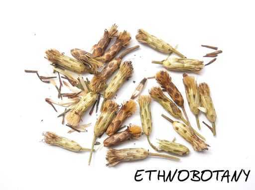 Calea zacatechichi — изображение 2