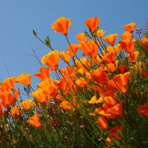 Eschscholzia californica
