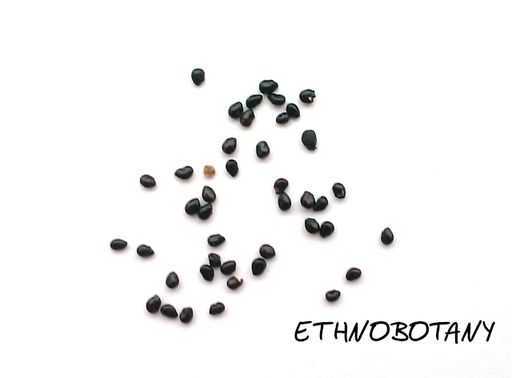 Carnegiea gigantea — изображение 2