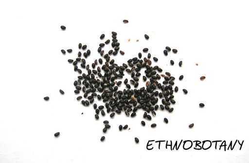 Chelidonium majus — изображение 2