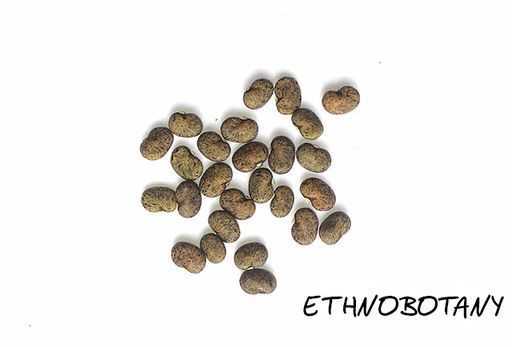 Clitoria ternatea — изображение 2