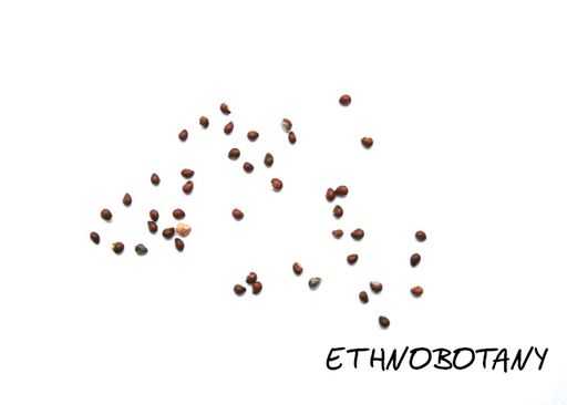 Coryphantha macromeris — изображение 2