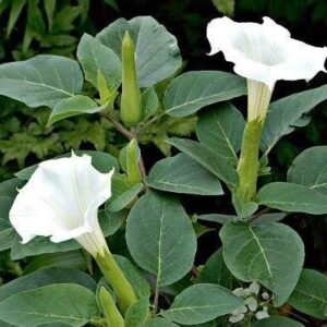 Datura innoxia