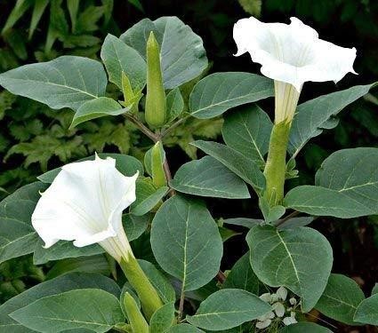 Datura innoxia