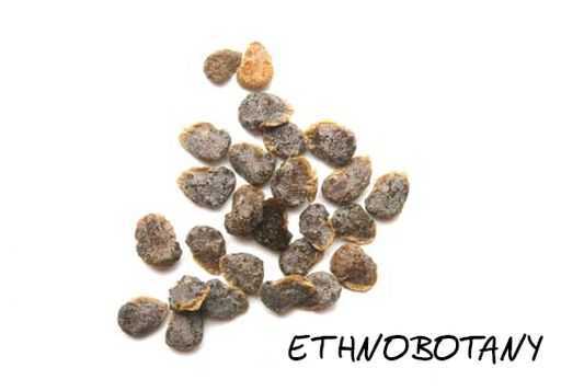 Datura ceratocaula — изображение 2