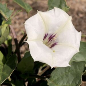 Datura discolor