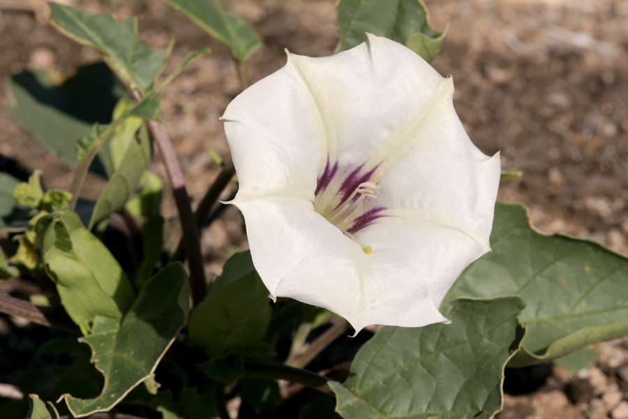 Datura discolor