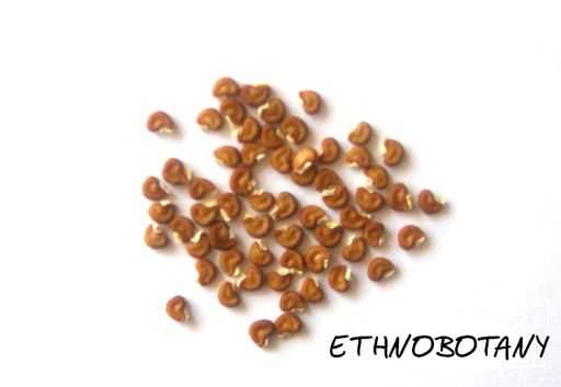 Datura innoxia — изображение 2