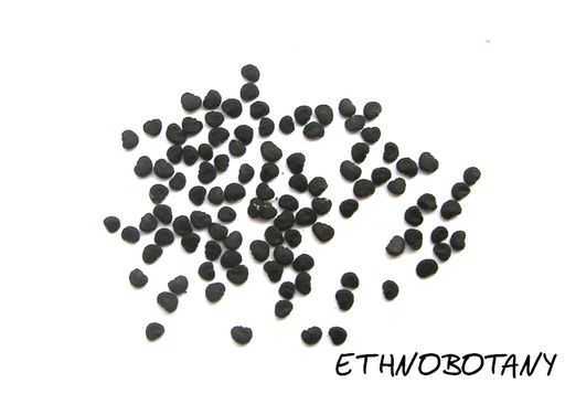 Datura metel — изображение 2