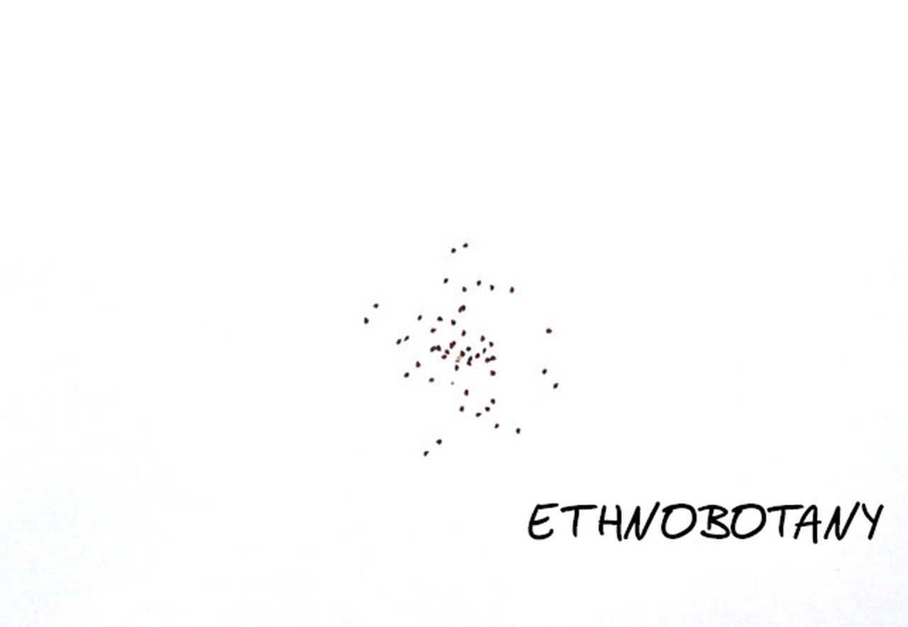 Delosperma bosseranum — изображение 2