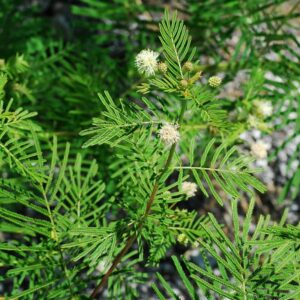 Desmanthus illinoensis