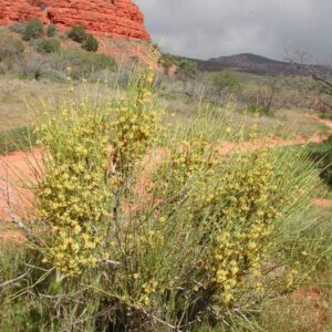 Ephedra viridis