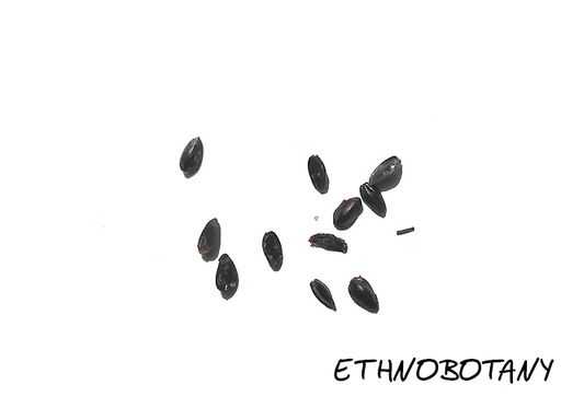 Ephedra distachya — изображение 2