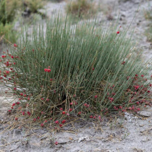 Ephedra distachya