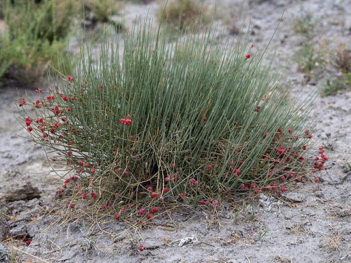 Ephedra distachya