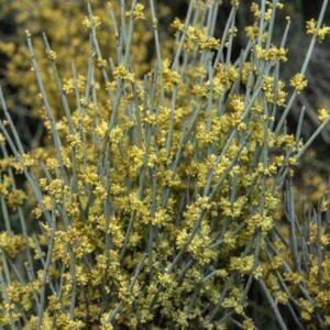 Ephedra fragilis