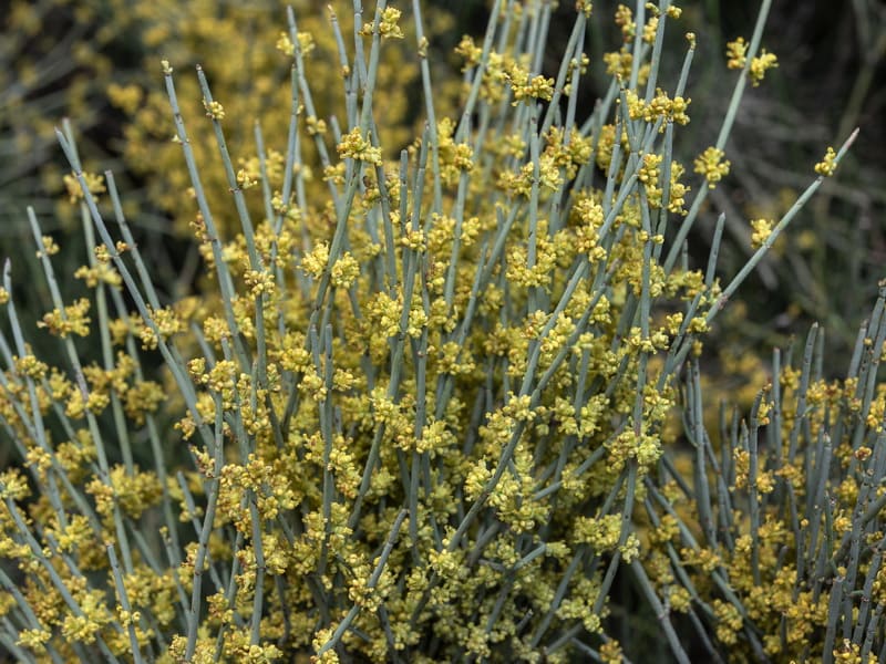 Ephedra fragilis