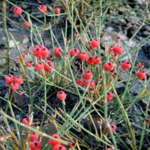 Ephedra sinica