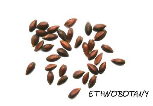 Ephedra viridis — изображение 2