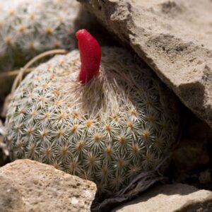 Epithelantha micromeris